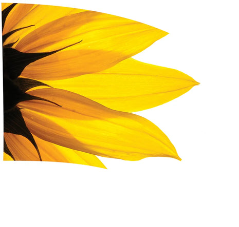 TES020 - Smith Walbridge Band Products