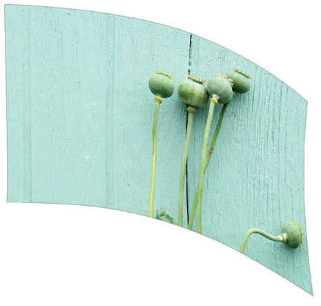 TTH083 - Smith Walbridge Band Products