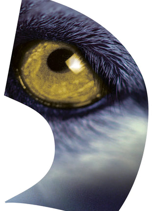 TTH205 - Smith Walbridge Band Products