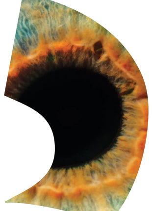 TTH280 - Smith Walbridge Band Products