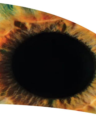 TTH280 - Smith Walbridge Band Products