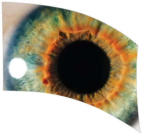 TTH280 - Smith Walbridge Band Products