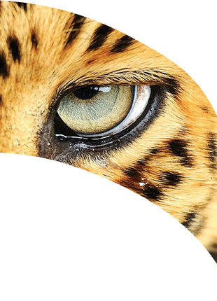 TTH294 - Smith Walbridge Band Products