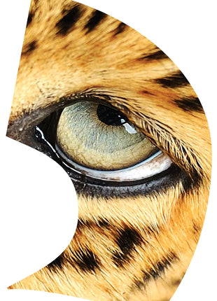 TTH294 - Smith Walbridge Band Products