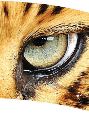 TTH294 - Smith Walbridge Band Products