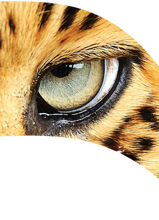 TTH294 - Smith Walbridge Band Products