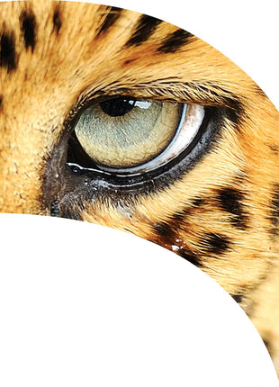 TTH294 - Smith Walbridge Band Products