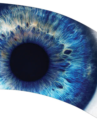 TTH296 - Smith Walbridge Band Products