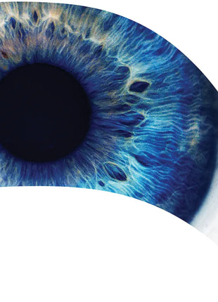 TTH296 - Smith Walbridge Band Products