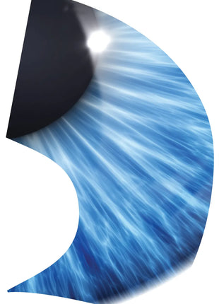 TTH303 - Smith Walbridge Band Products