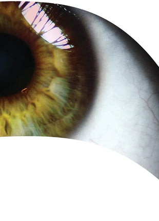 TTH304 - Smith Walbridge Band Products