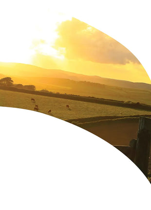 TTH312 - Smith Walbridge Band Products