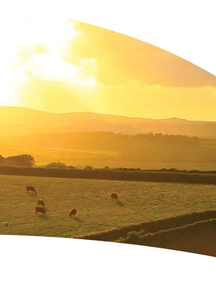 TTH312 - Smith Walbridge Band Products