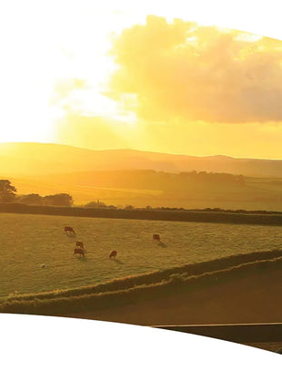 TTH312 - Smith Walbridge Band Products