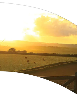 TTH312 - Smith Walbridge Band Products