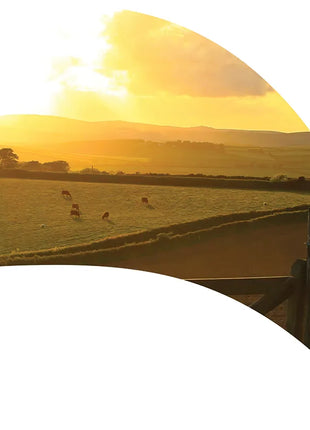 TTH312 - Smith Walbridge Band Products