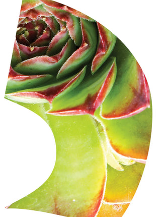 TTH328 - Smith Walbridge Band Products