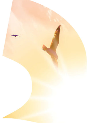 TTH357 - Smith Walbridge Band Products