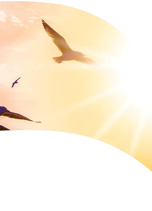 TTH357 - Smith Walbridge Band Products